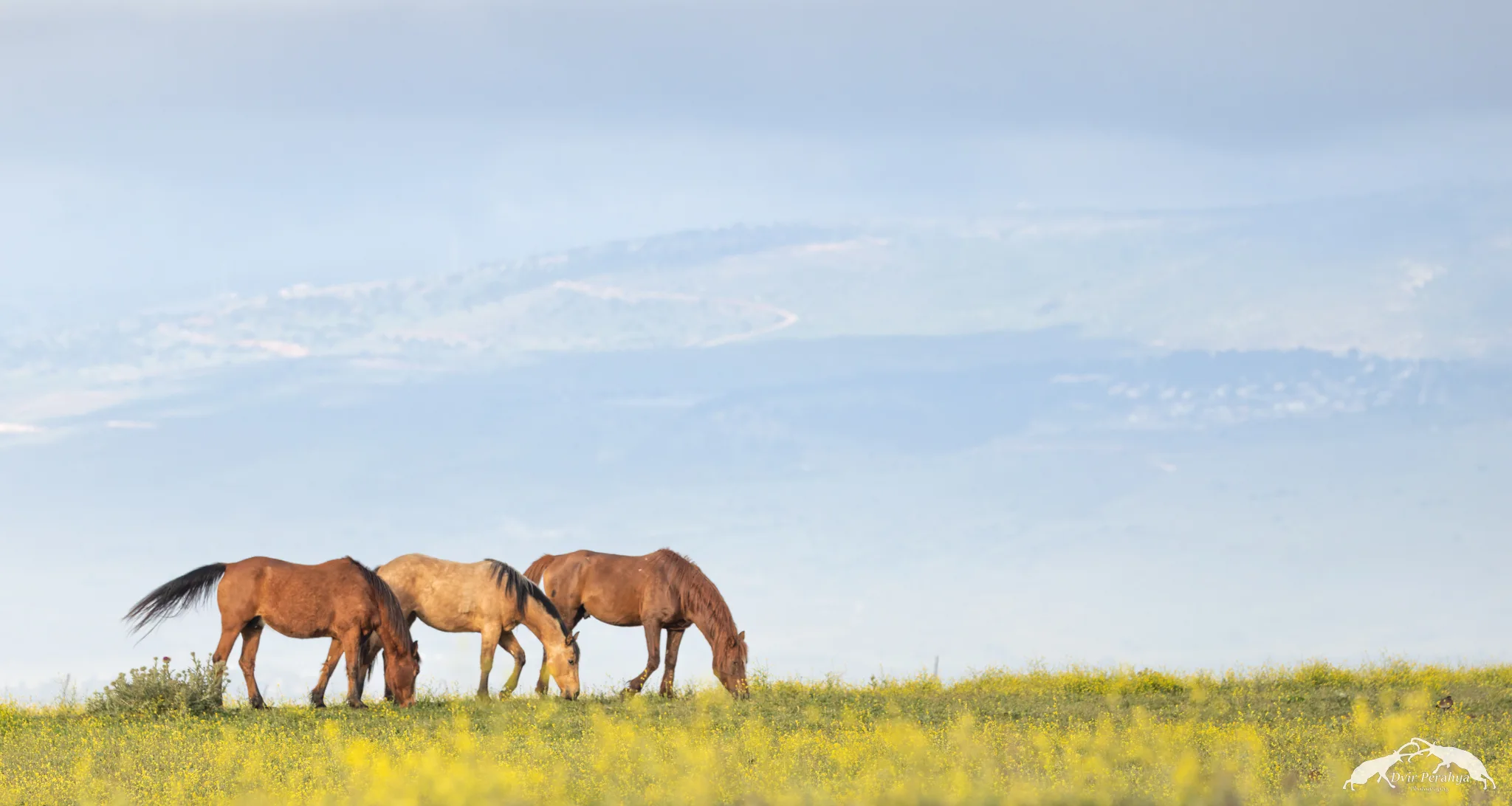 Wildlife image